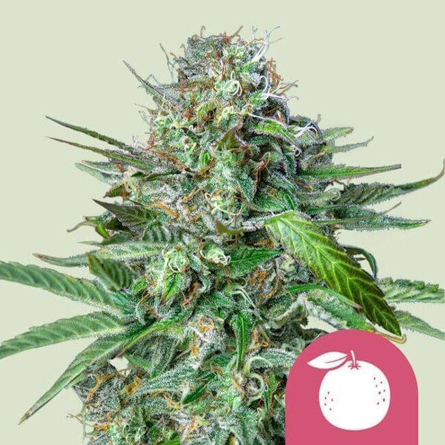 バクバクファクトリーページ　Tangie Tangie Feminised Seeds | Buy RQS sativa seeds from Seedsman