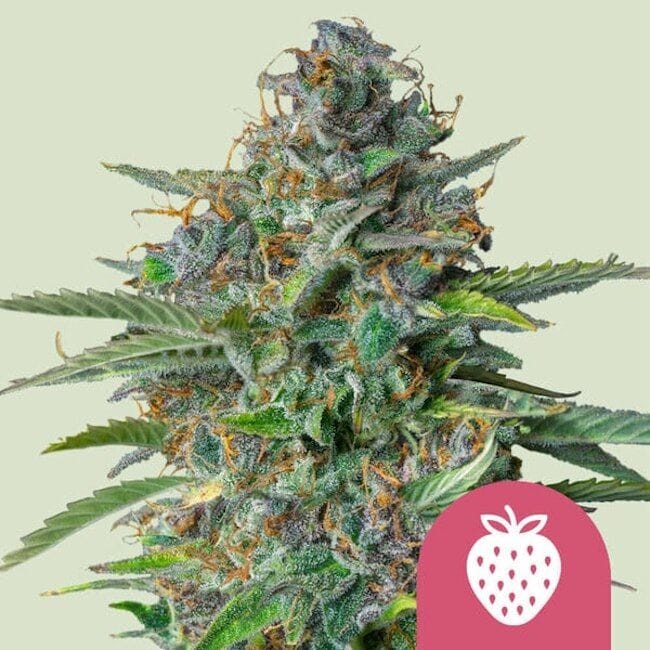 Strawberry Cough Feminized Seeds-RQS-STRCO-FEM