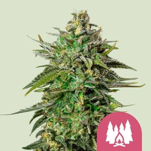 Larry OG Feminised Seeds-RQS-LOG-FEM