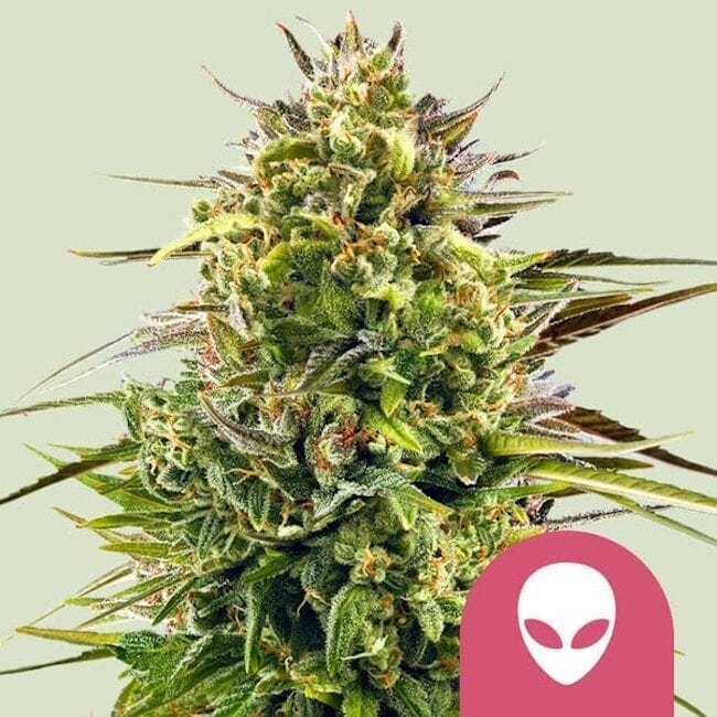 Alien OG Feminisiert Samen-RQS-AOG-FEM