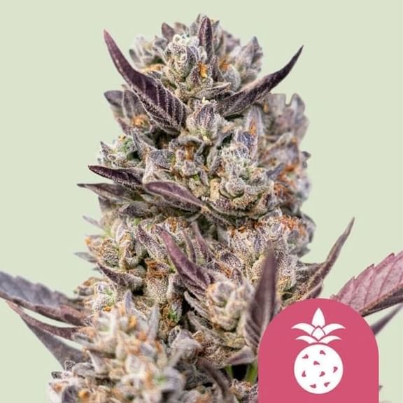 Tropicana Cookies Purple Feminised Seeds-RQS-TCP-FEM