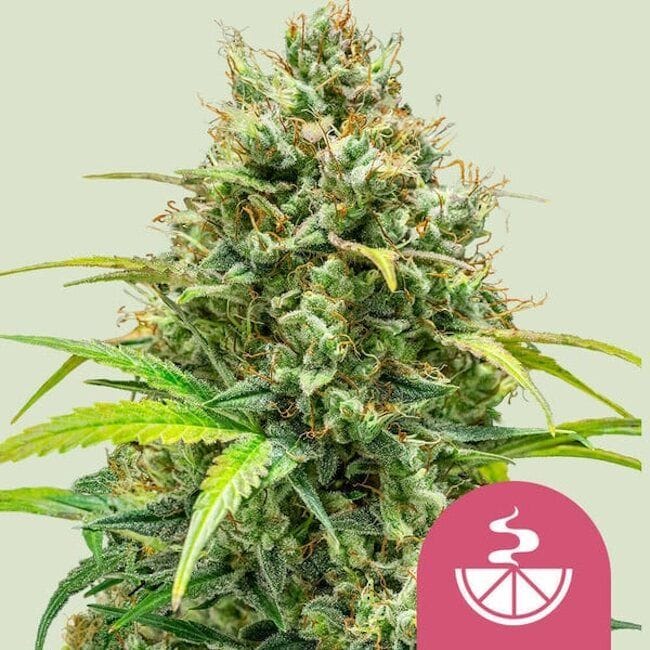 Lemon Skunk Feminized Seeds-RQS-LEMSK-FEM