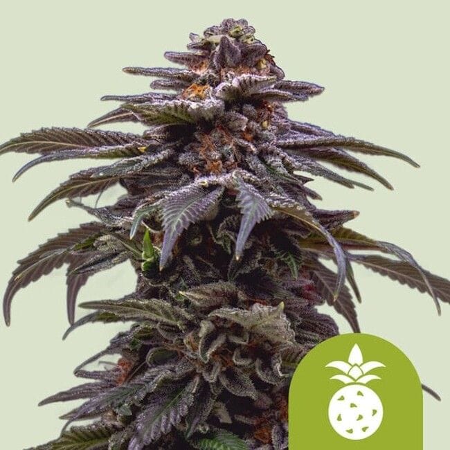 Tropicana Cookies Purple Auto Feminised Seeds-RQS-TCP-AUTO-FEM