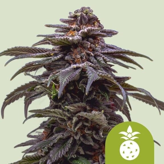 Tropicana Cookies Purple Auto Feminized Seeds-RQS-TCP-AUTO-FEM