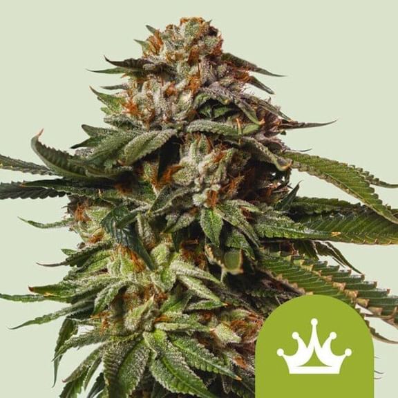 Special Queen 1 Auto Feminised Seeds-RQS-SPECQ1-AUTO-FEM