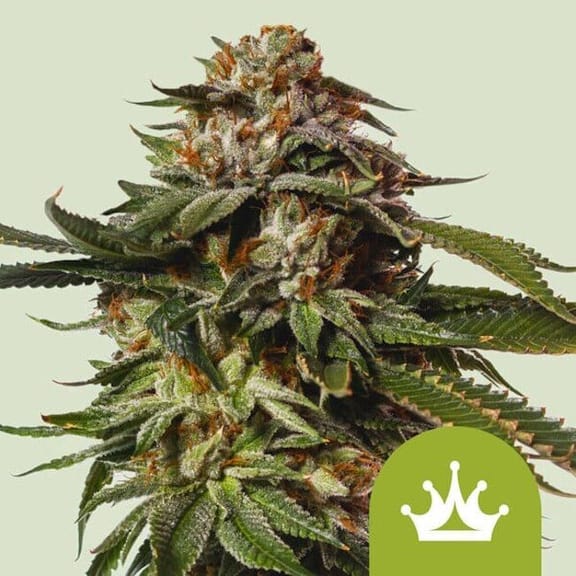 Special Queen 1 Auto Feminised Seeds-RQS-SPECQ1-AUTO-FEM