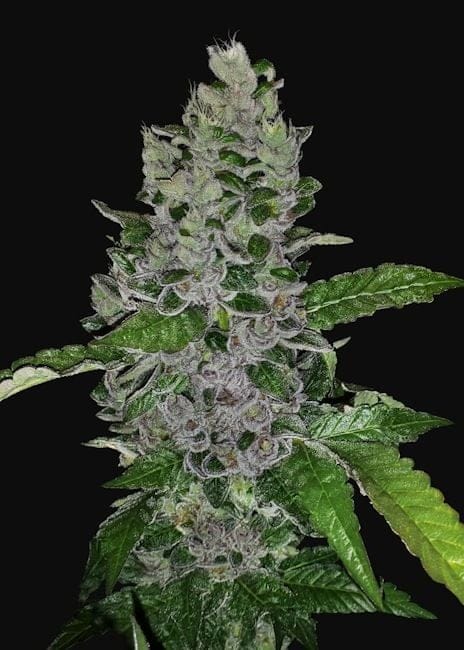 Frozen Afghan Mintz Feminisiert Samen-G13L-FRAFMIN-FEM