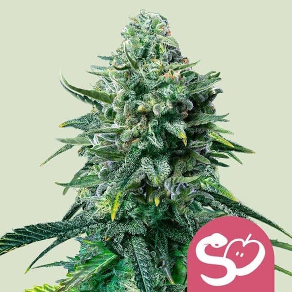Forbidden Fruit Feminisiert Samen-RQS-FORFR-FEM