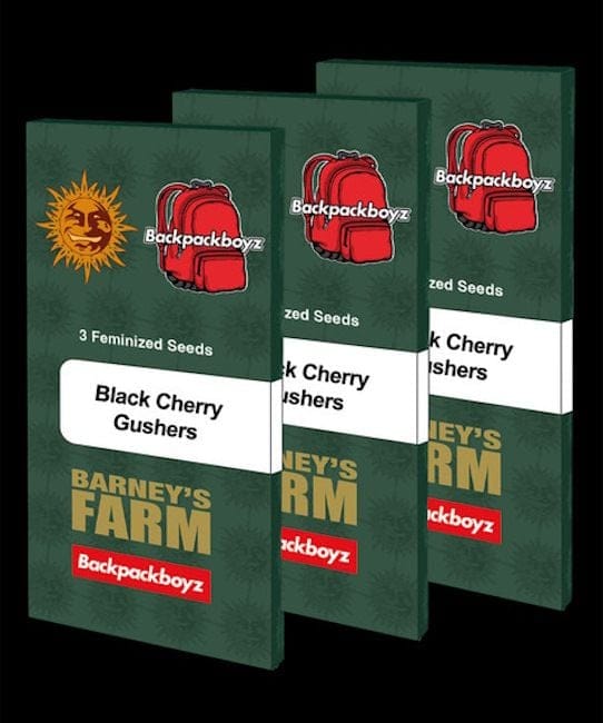 Black Cherry Gushers Feminised Seeds-BFS-BLCG-FEM