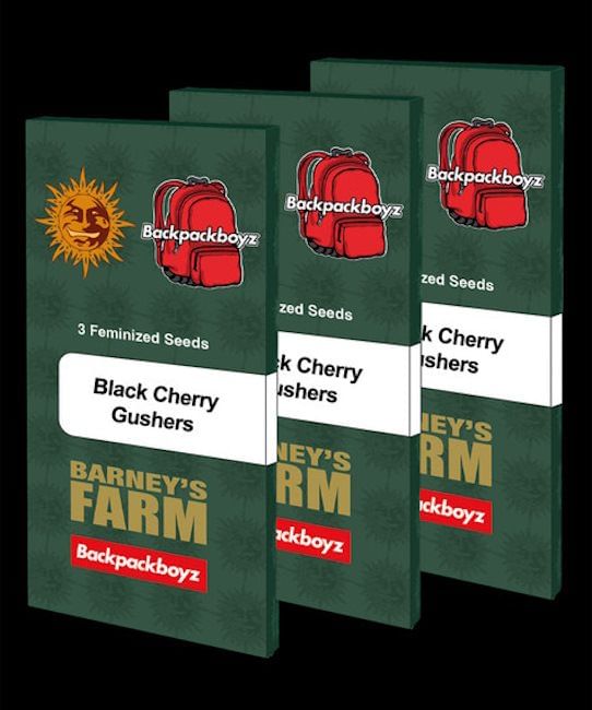 Black Cherry Gushers Feminised Seeds-BFS-BLCG-FEM
