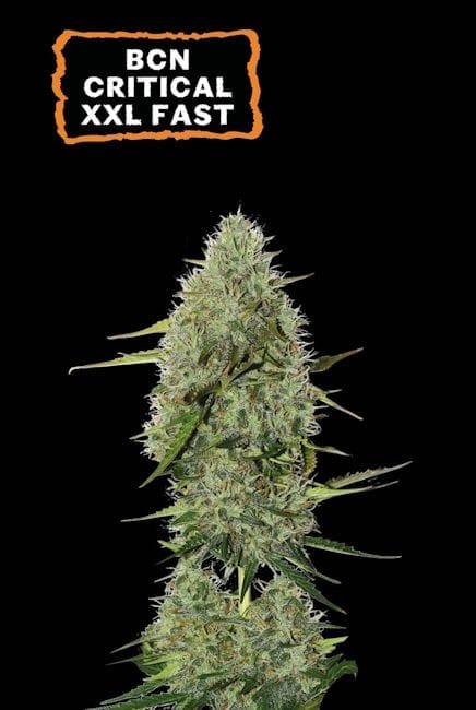 BCN Critical XXL Auto Feminised Seeds-SEST-BCNCRXXL-AUTO-FEM