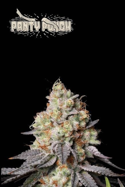 Panty Punch Auto Feminised Seeds-SEST-PAPU-AUTO-FEM