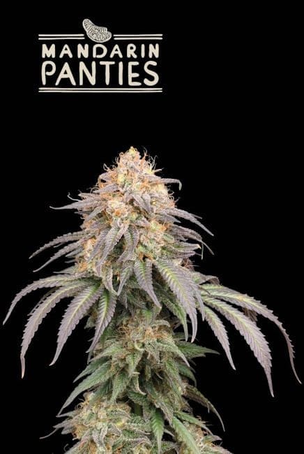 Mandarin Panties Auto Feminised Seeds-SEST-MAPA-AUTO-FEM