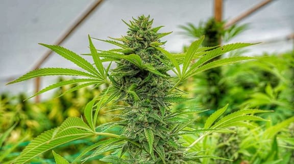 Clementine Slush Feminised Seeds-CC-CLSL-FEM