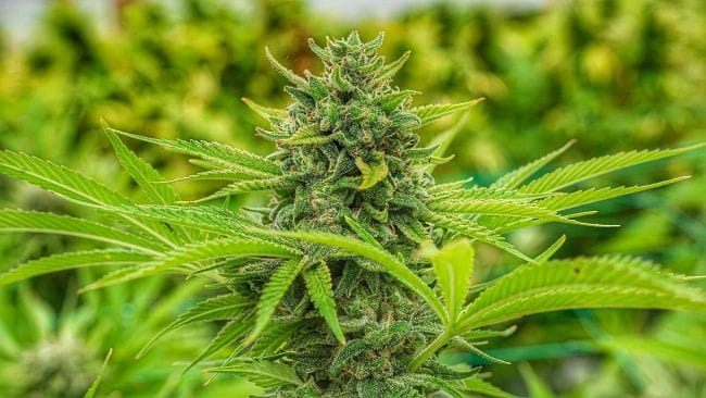 Clementine Slush Feminised Seeds-CC-CLSL-FEM