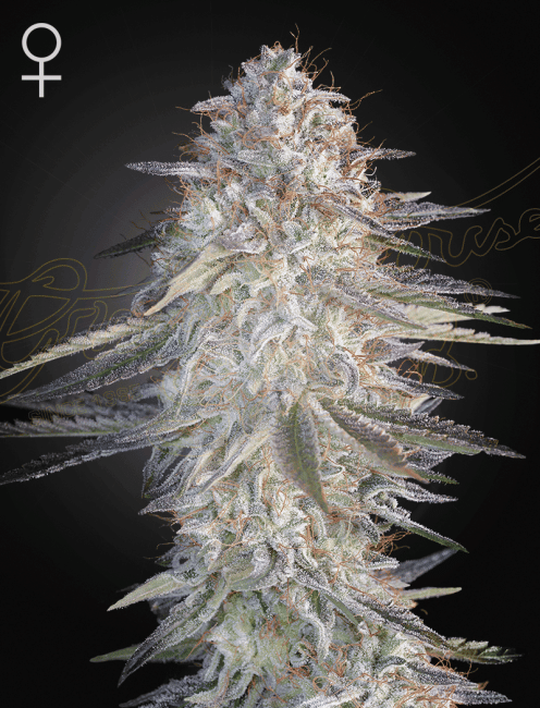 Super Lemon Haze x Pink Candy Feminized Seeds-SH-SLHPC