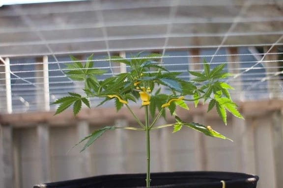 BudClips LST Clips - 20 Pack-BUTR-CLI-20