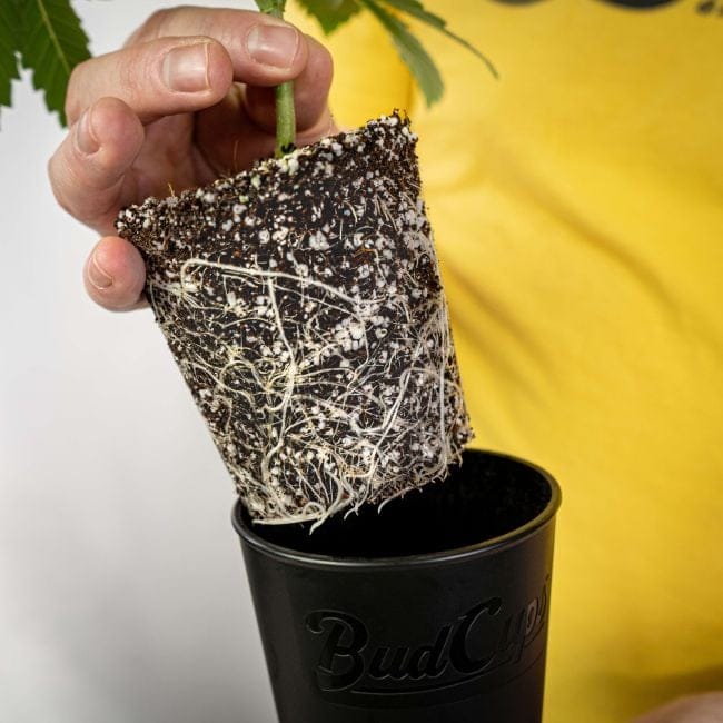 BudCups Transplant Containers - 4 Pack-BUTR-CUP-4