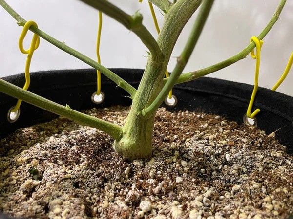 BudPots LST Fabric Pots - 4 Pack-BUTR-POT-4