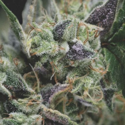 Gorila Auto Feminised Seeds-PYR-GOR-AUTO-FEM