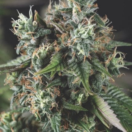 Do Si Dos Auto Feminised Seeds-PYR-DSD-AUTO-FEM