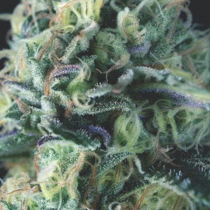 Cookies USA Auto Feminised Seeds-PYR-COOKUSA-AUTO-FEM