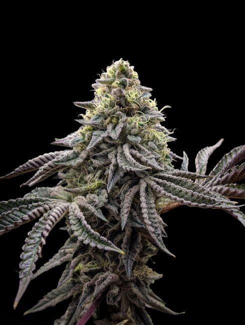 Baby Yoda x Nerds Rope (Jedi Juice) Feminised Seeds-LV8-BYNR-FEM