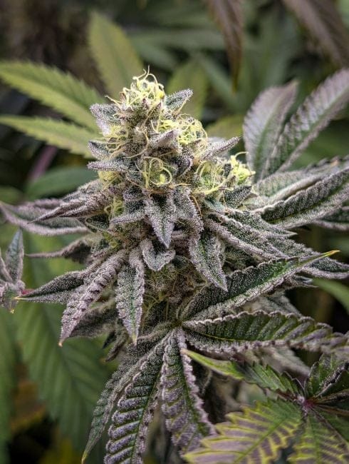 Baby Yoda x Nerds Rope (Jedi Juice) Feminised Seeds-LV8-BYNR-FEM