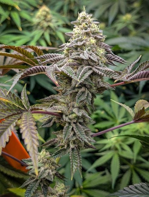 Baby Yoda x Nerds Rope (Jedi Juice) Feminised Seeds-LV8-BYNR-FEM