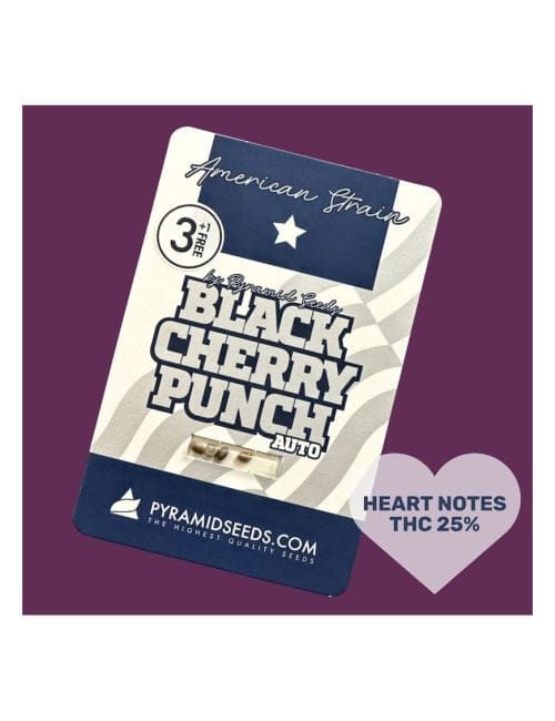 Black Cherry Punch Auto Feminised Seeds-PYR-BCP-AUTO-FEM