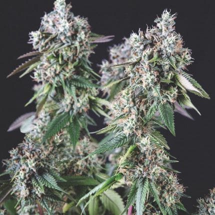Mendocino Purple Kush Feminised Seeds-PYR-MPK-FEM