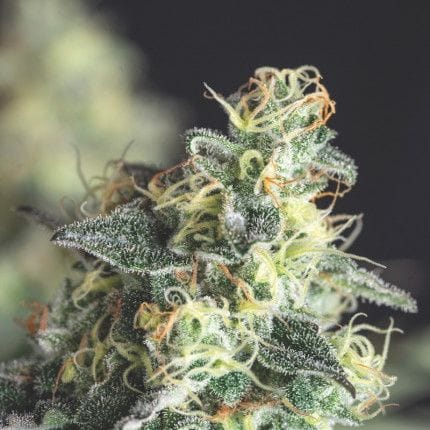 Lemon Larry OG Feminised Seeds-PYR-LLOG-FEM