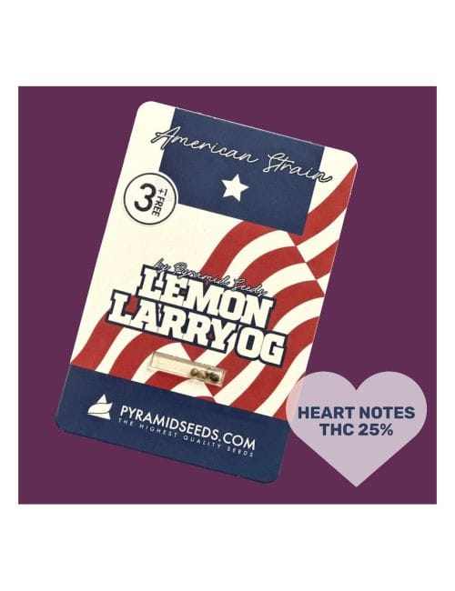 Lemon Larry OG Feminised Seeds-PYR-LLOG-FEM