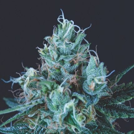 Ice Cream Feminised Seeds-PYR-ICEC-FEM