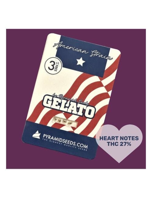 Gelato Feminised Seeds-PYR-GEL-FEM