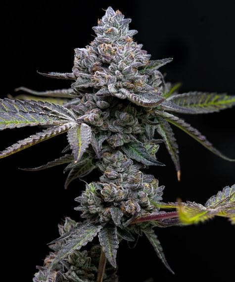 Apple Fritter Feminised Seeds-BFS-APFR-FEM