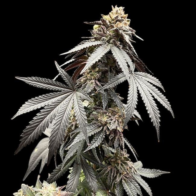 Apple Fritter Clones | Buy from Seedsman | Seedsman since 2002
