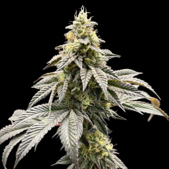 GMO Cookies Clones-SMAN-CL-GMOC-FEM