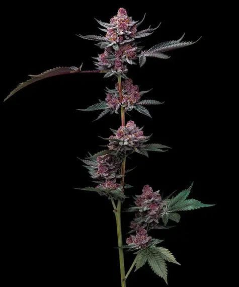 Cherry Poppers feminized seeds-BFS-CHPO-FEM