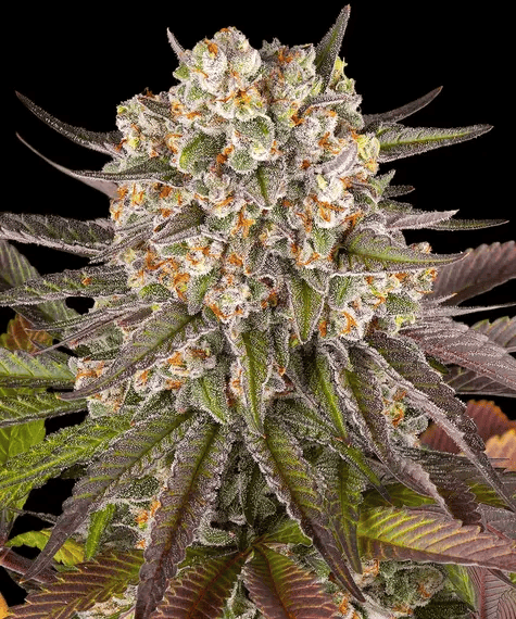 Limoncello Feminised Seeds-BFS-LIMO-FEM