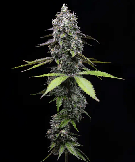 Zoap Feminised Seeds-BFS-ZOAP-FEM