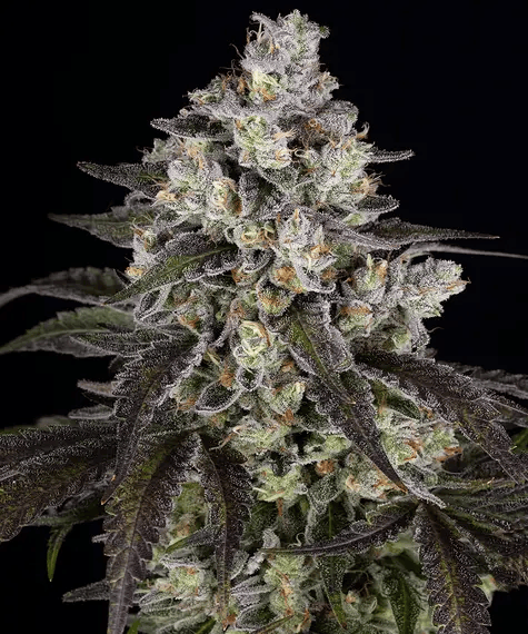 Trainwreck Feminised Seeds-BFS-TRAI-FEM