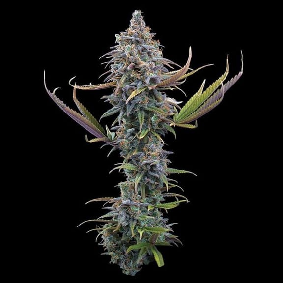 Apollo Feminised Seeds-BGS-APOL-FEM