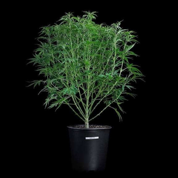 Apollo Feminised Seeds-BGS-APOL-FEM