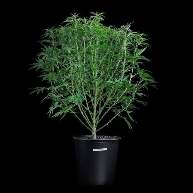 Apollo Feminised Seeds-BGS-APOL-FEM