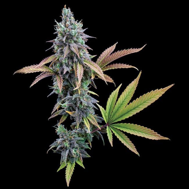 Cinderella 99 Feminized Seeds-BGS-C99-FEM