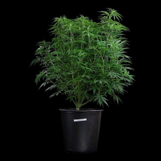 Cinderella 99 Feminized Seeds-BGS-C99-FEM