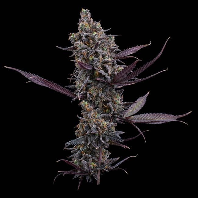 Cinderella Pineapple Feminized Seeds-BGS-CIPI-FEM