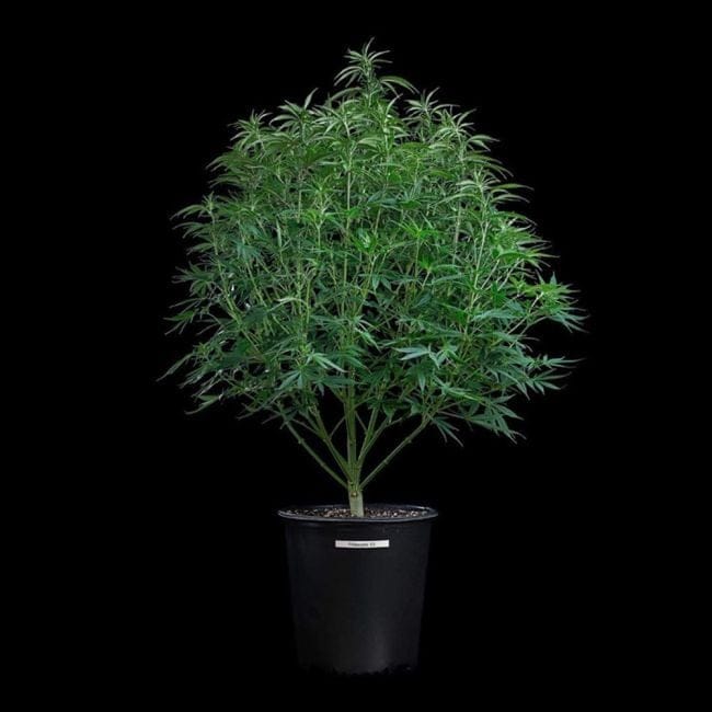 Cinderella Pineapple Feminized Seeds-BGS-CIPI-FEM