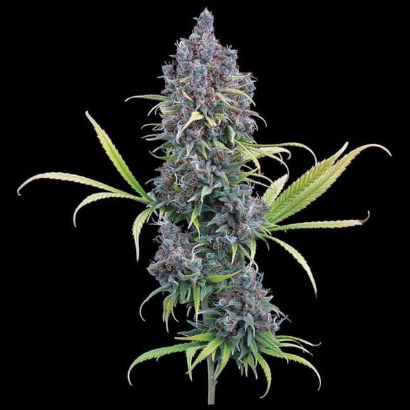 Durban Thai x C99 Feminized Seeds-BGS-DTC99-FEM